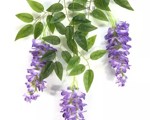Conas an wisteria saorga is fearr a roghnú do do theach agus imeachtaí