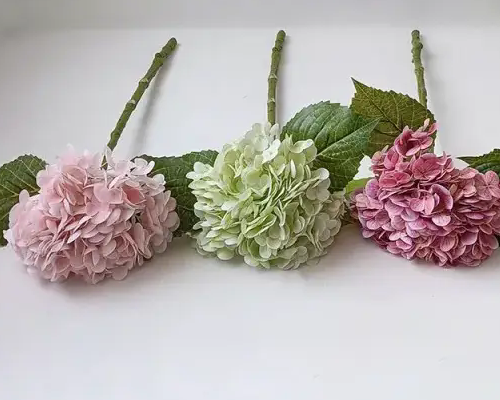 Conas an hydrangea saorga a roghnú?
