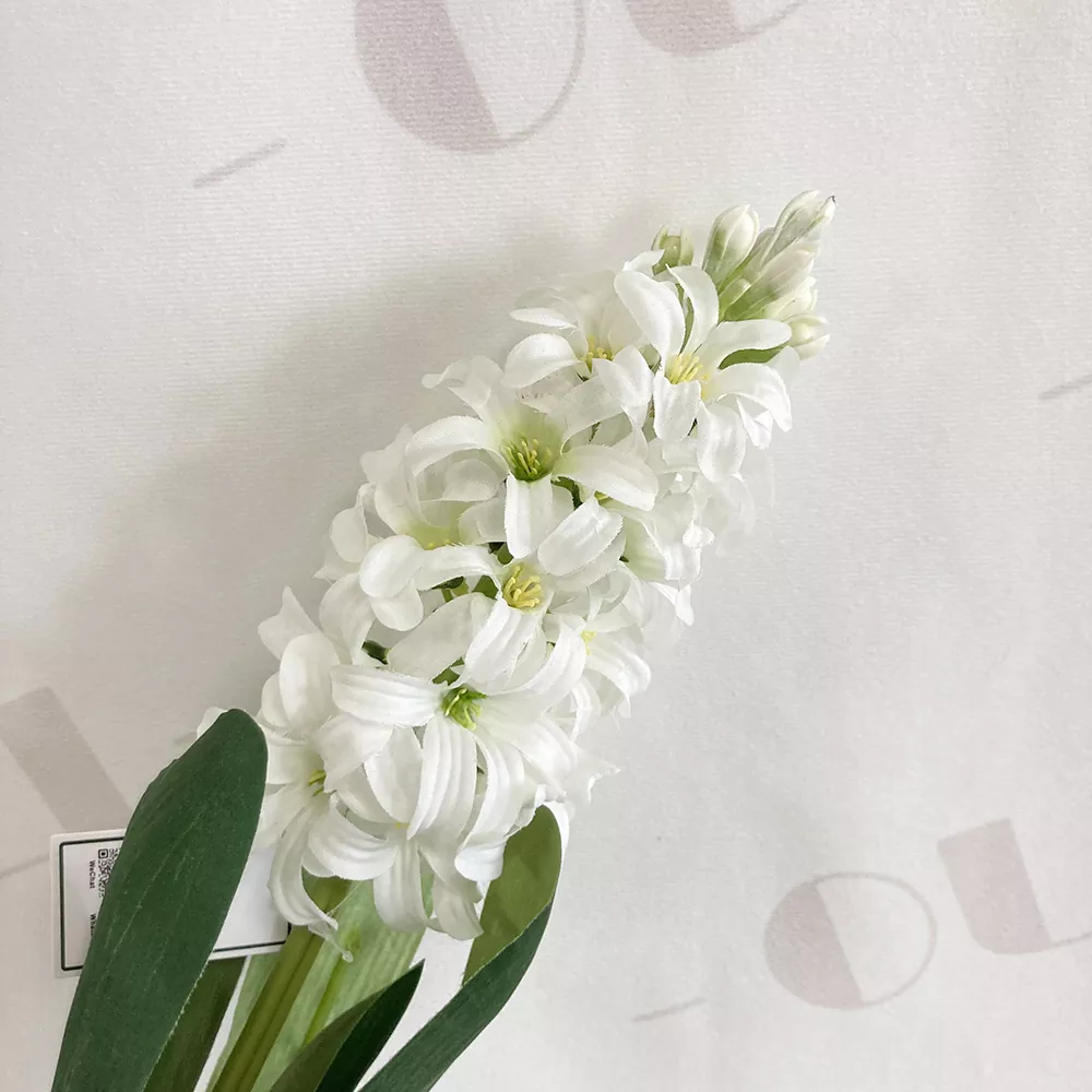 Bláthanna Saorga Hyacinth