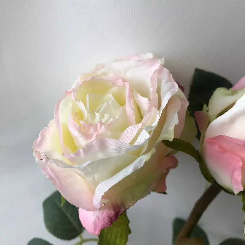 Sprae Rose Saorga