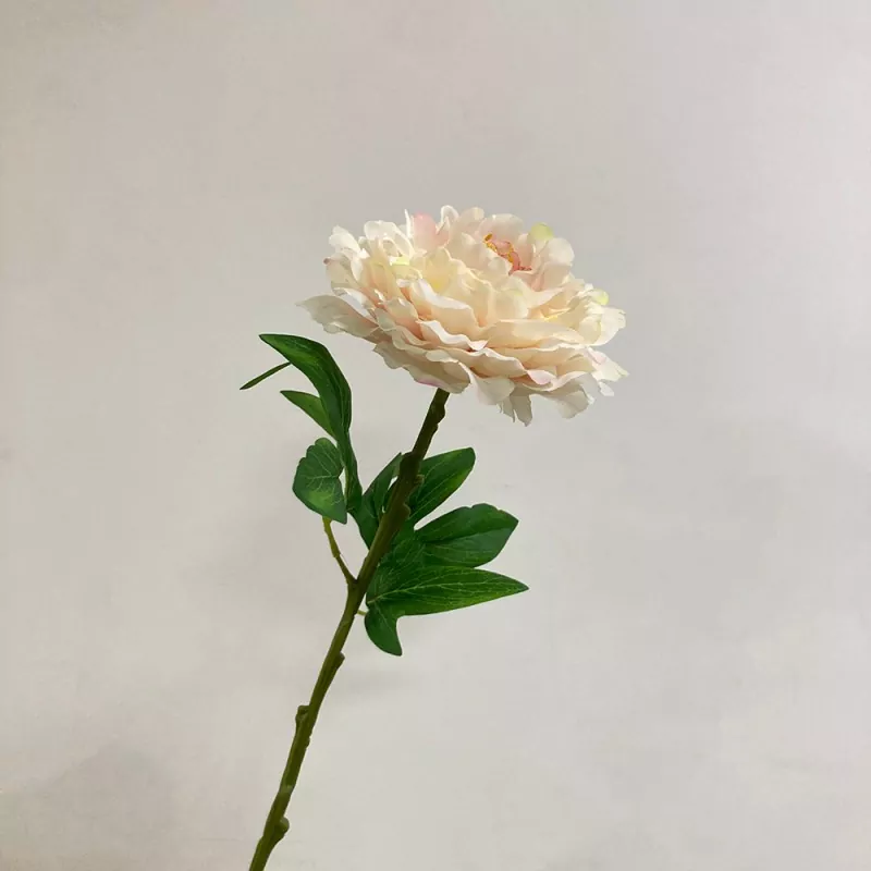 Bláthanna móra peony saorga
