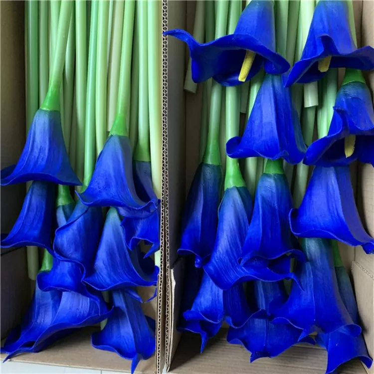Lily Calla Saorga