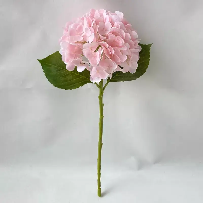 Fíor -hiodrangea saorga tadhaill