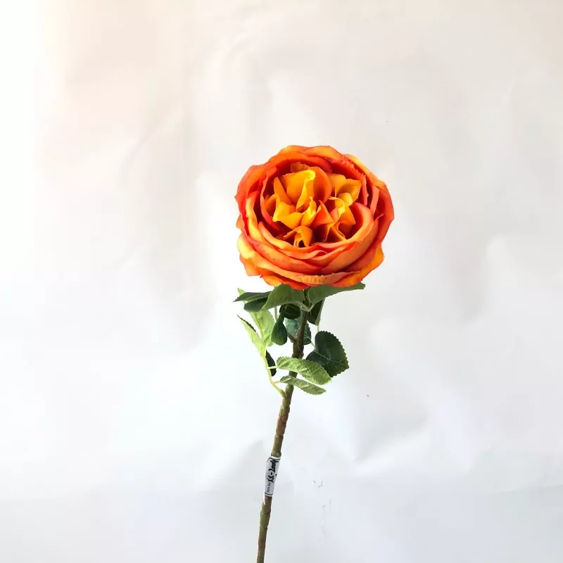 Bláthanna Peony Bán Bán
